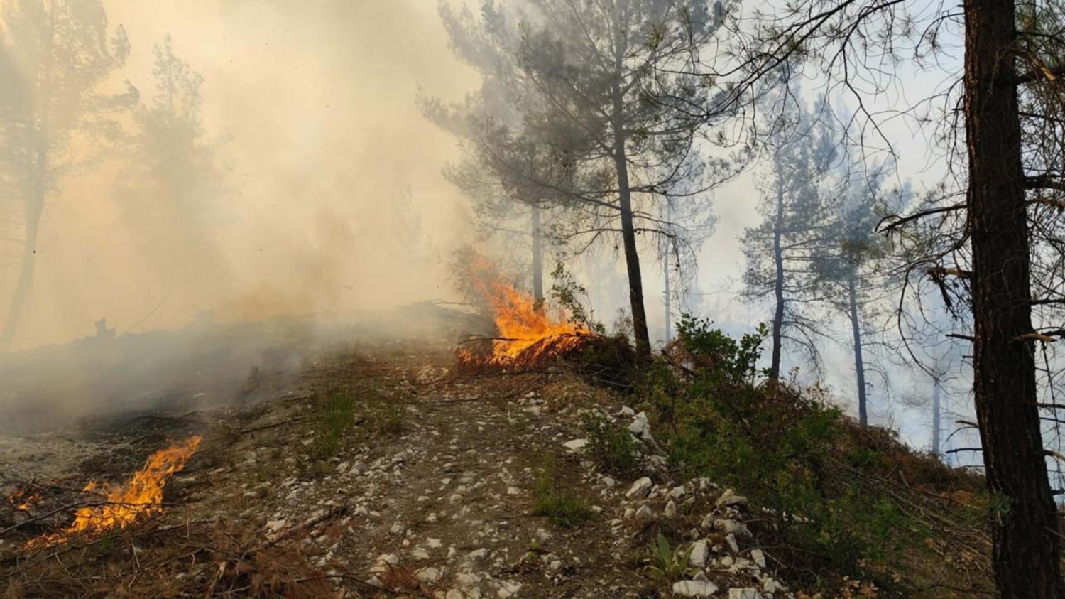 Bornova'da orman yangını: 3 kişi gözaltında